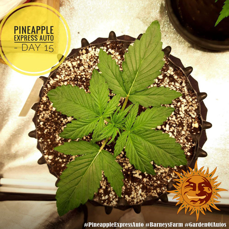 Barney's Farm Pineapple Express Auto Feminisierte Autoflower