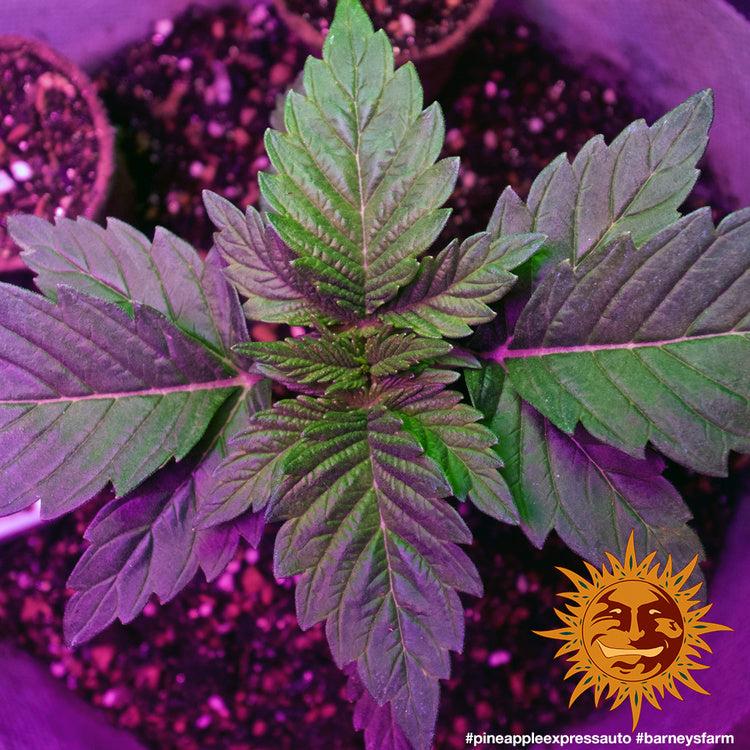 Barney's Farm Pineapple Express Auto Feminisierte Autoflower