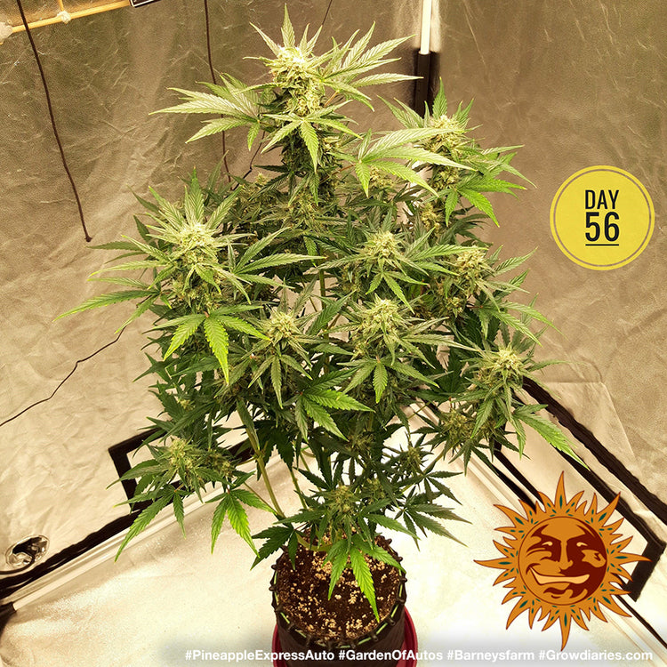 Barney's Farm Pineapple Express Auto Feminisierte Autoflower