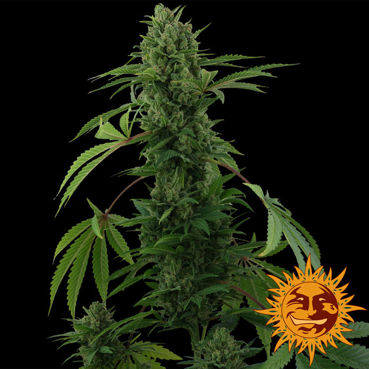 Barney's Farm Pineapple Express Auto Feminisierte Autoflower