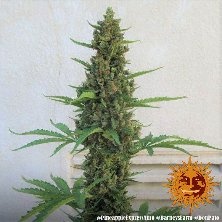 Barney's Farm Pineapple Express Auto Feminisierte Autoflower