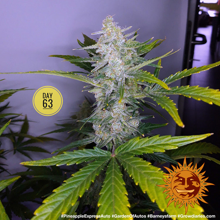 Barney's Farm Pineapple Express Auto Feminisierte Autoflower