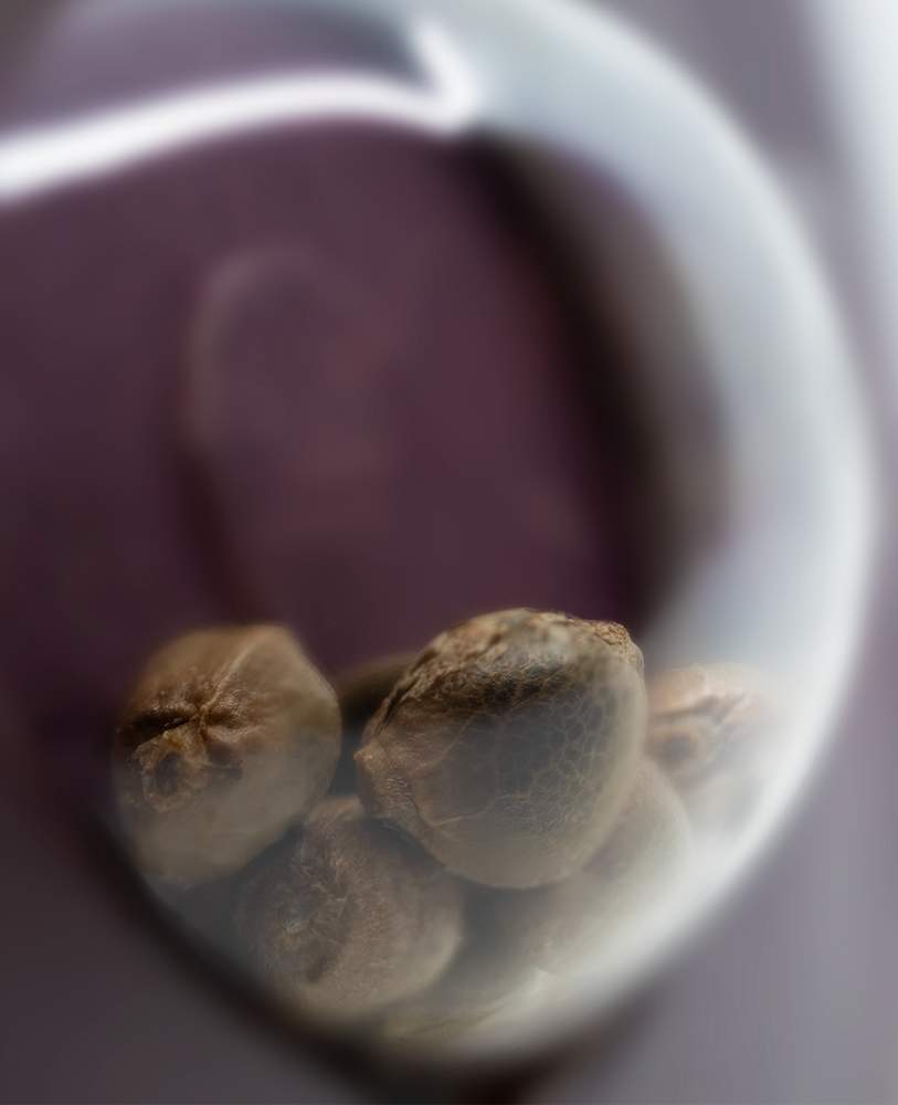 Sensi Seeds Big Bud feminisiert