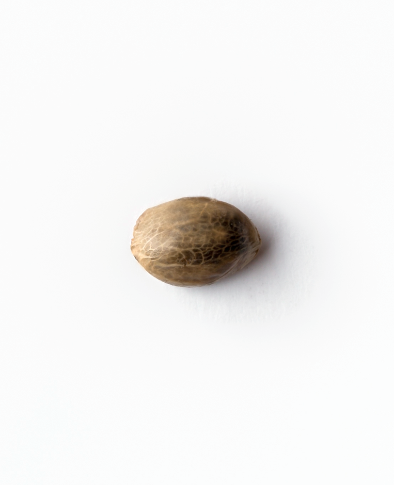 Sensi Seeds Black Domina Feminisiert