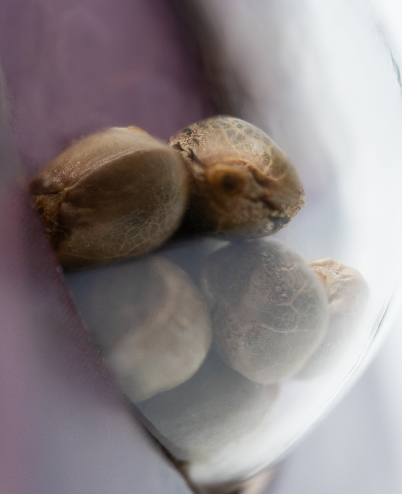 Sensi Seeds Black Domina Feminisiert