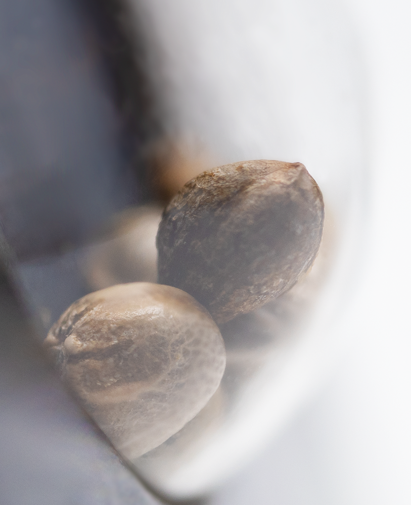 Sensi Seeds Early Skunk Automatic Feminisierte Autoflower
