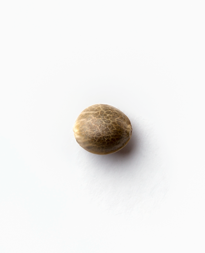 Sensi Seeds Jack Flash #5 Feminisiert