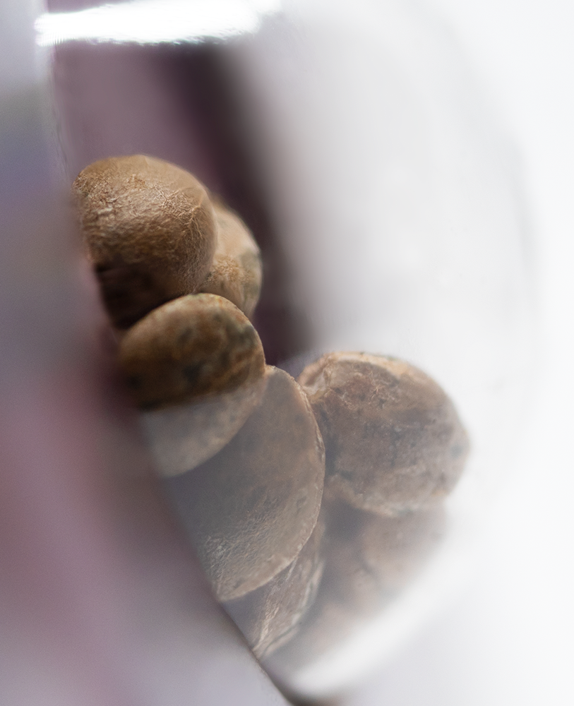 Sensi Seeds Jack Herer Feminisiert