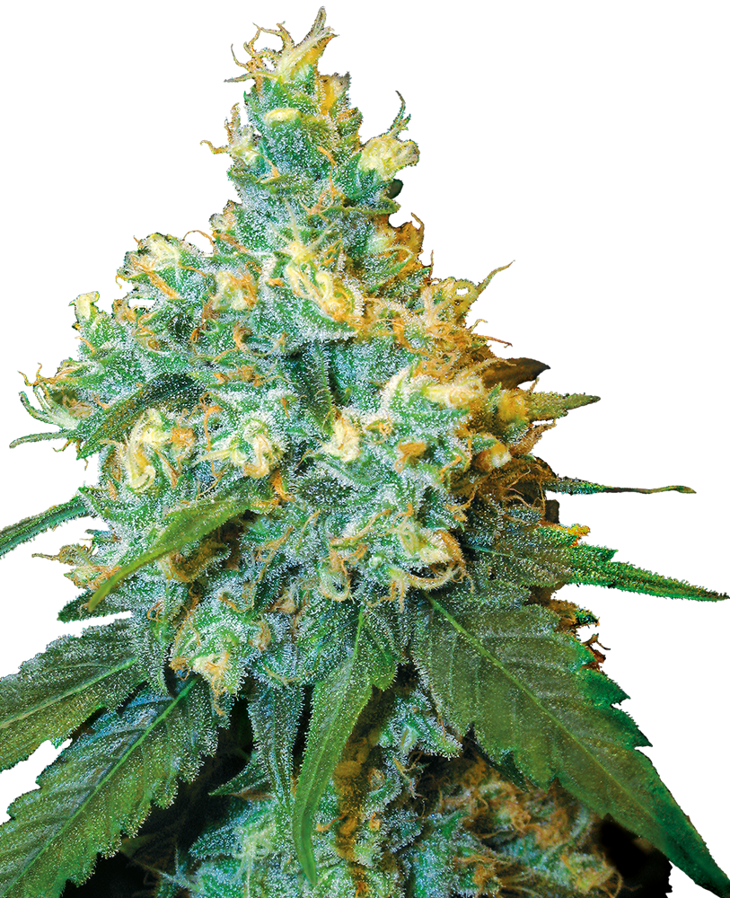 Sensi Seeds Jack Herer Feminisiert