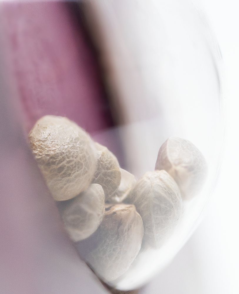 Sensi Seeds Jamaican Pearl feminisiert