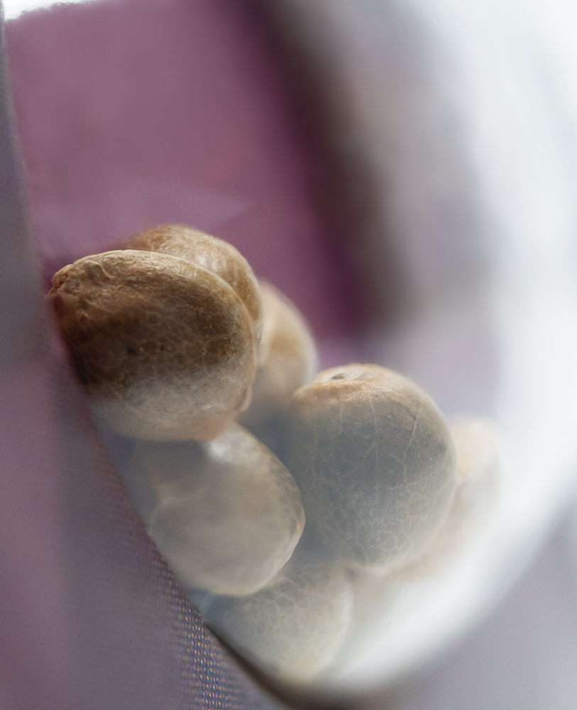 Sensi Seeds Mexican Sativa feminisiert