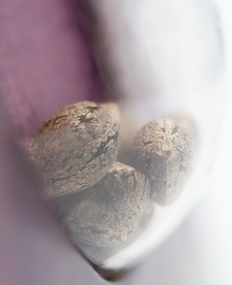 Sensi Seeds Skunk #1 Feminisiert