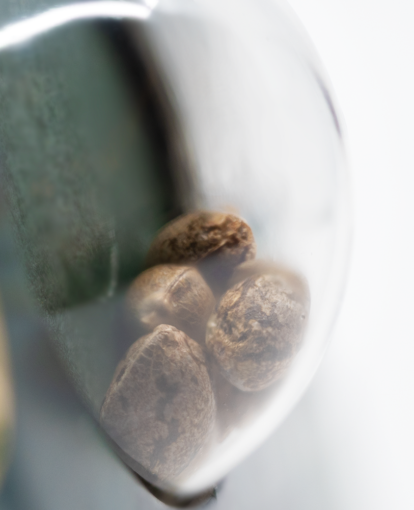 Sensi Seeds Shiva Shanti II Regulär