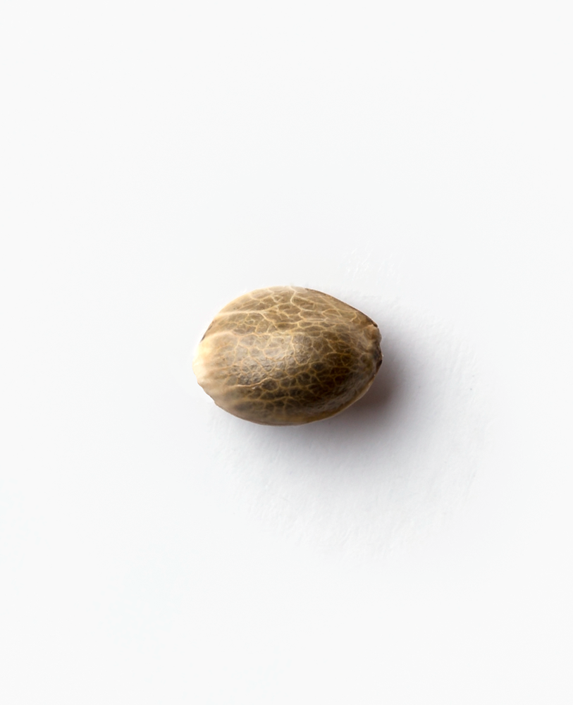 Sensi Seeds Super Skunk Autoflowering Feminisierte Autoflower