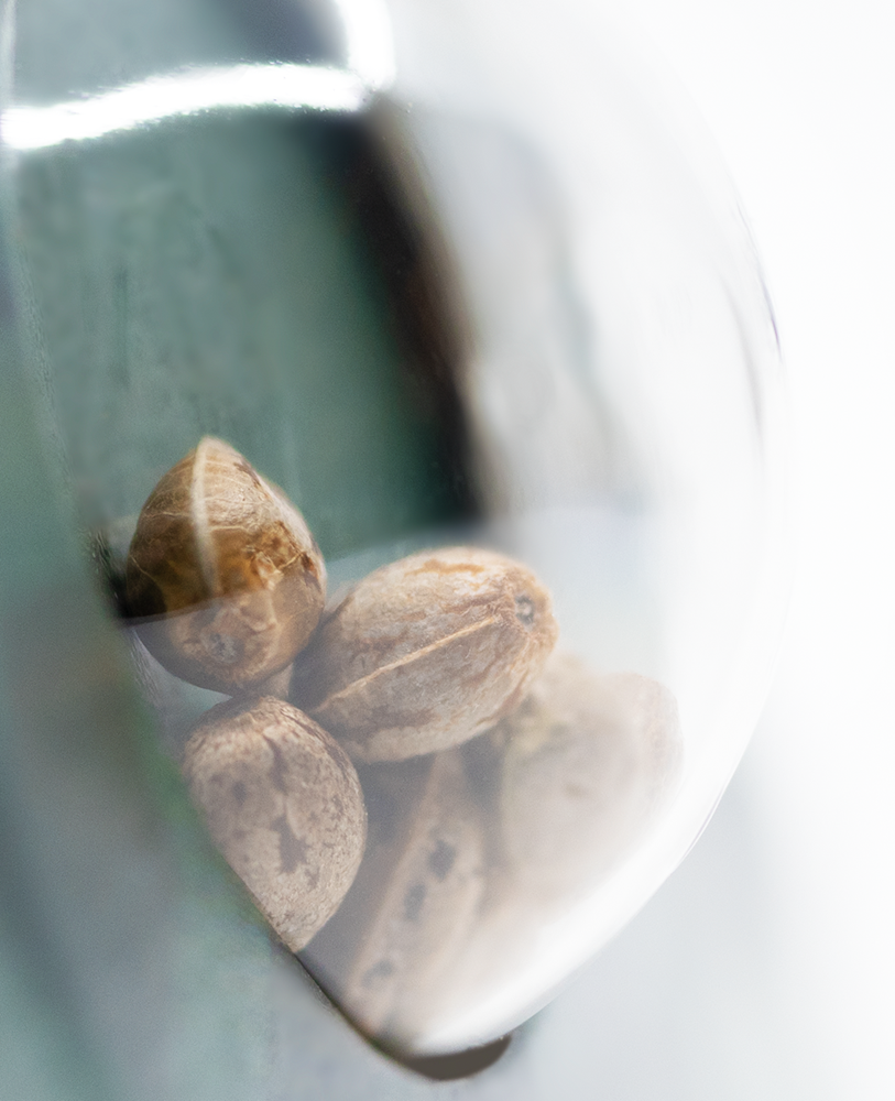 Sensi Seeds Early Pearl Regular