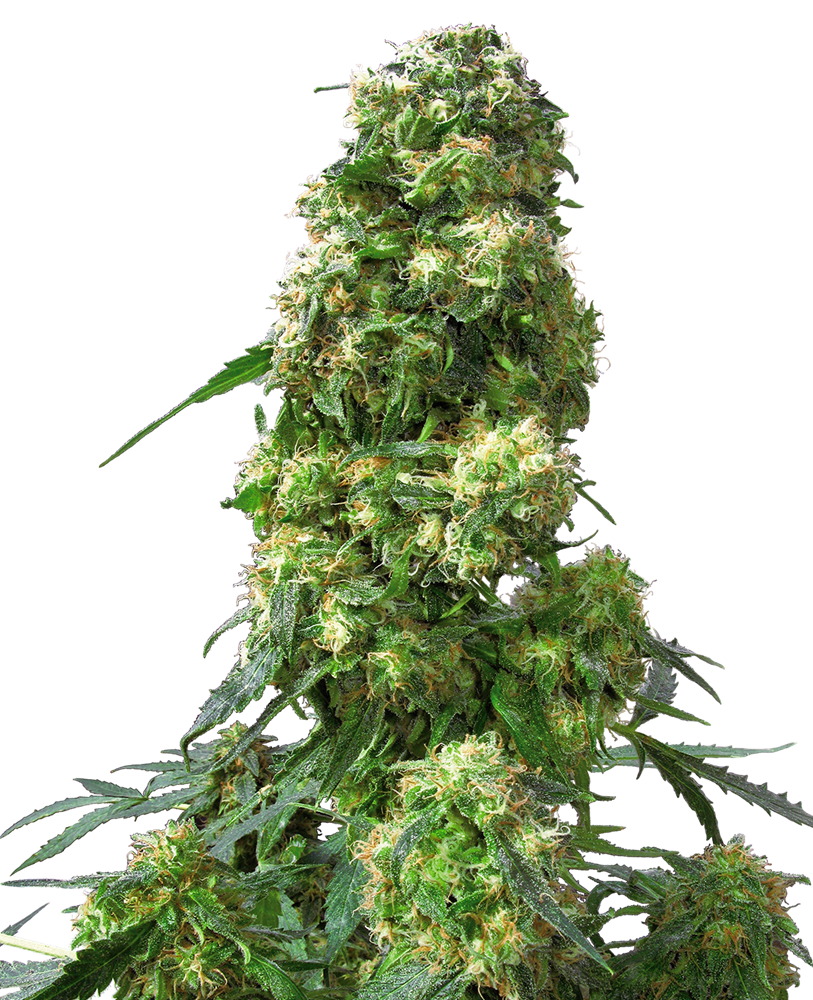 Sensi Seeds Early Skunk Regular