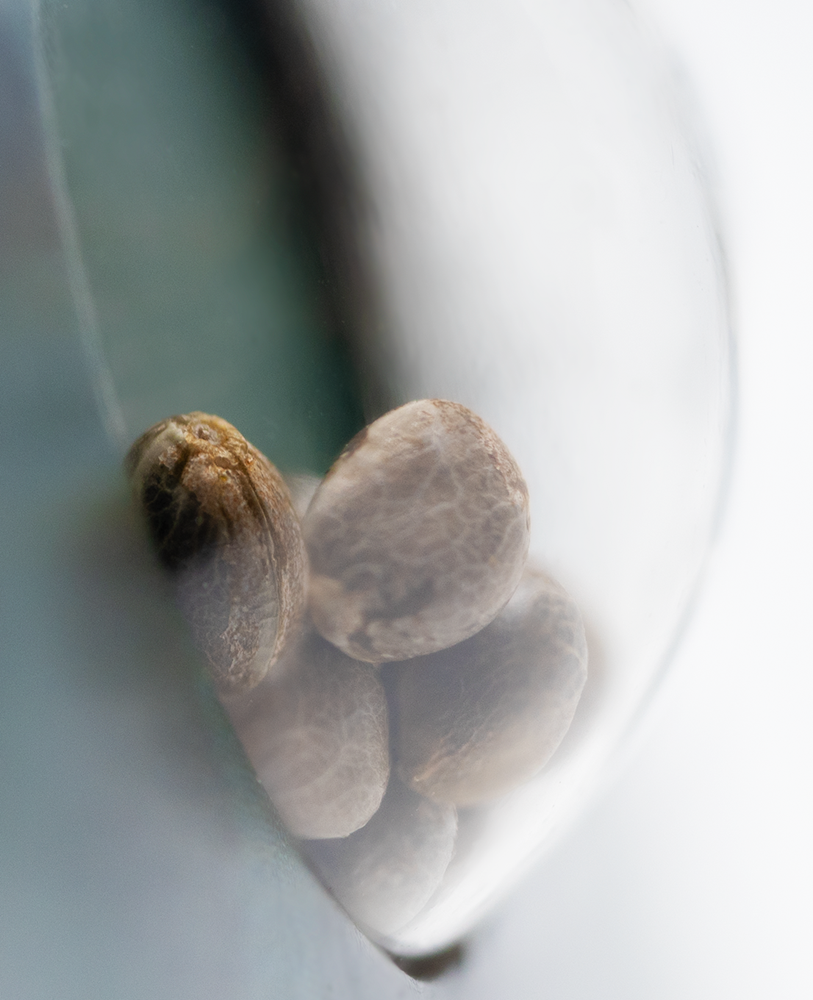 Guerrilla's Gusto Regular von Sensi Seeds