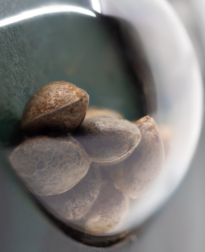 Sensi Seeds Hindu Kush Regulär