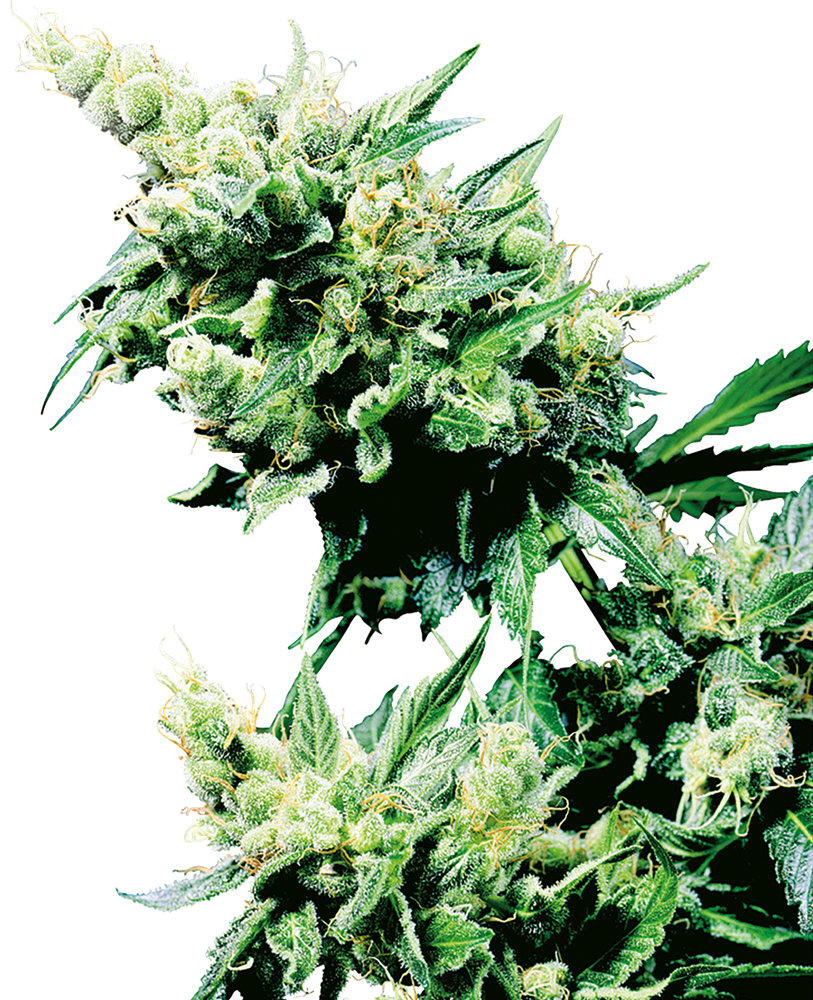 Sensi Seeds Hash Plant Regular