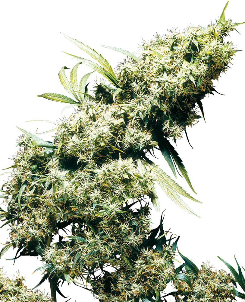 Sensi Seeds Jamaican Pearl Regular