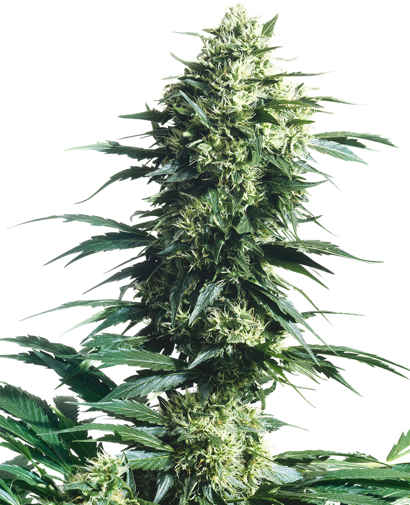 Sensi Seeds Mother's Finest Regular