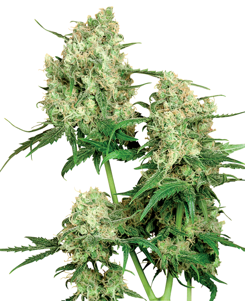 Sensi Seeds Maple Leaf Indica Regular