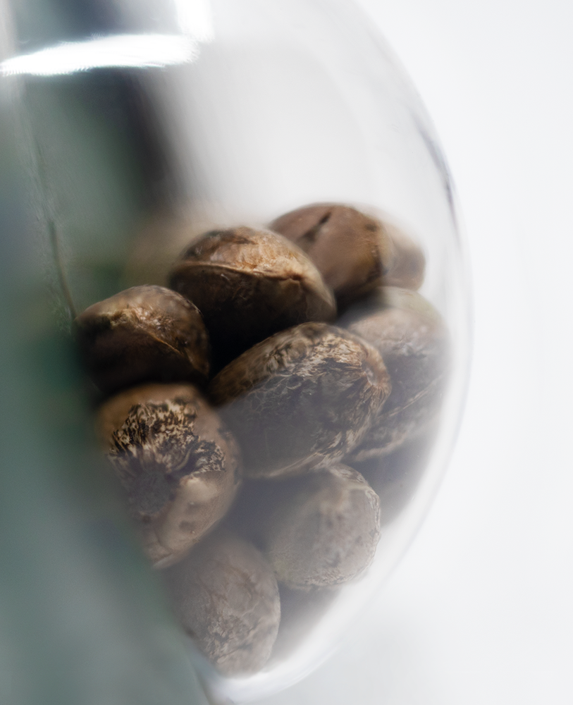 Sensi Seeds Outdoor Mix Regulär