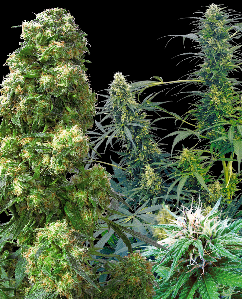 Sensi Seeds Outdoor Mix Regulär