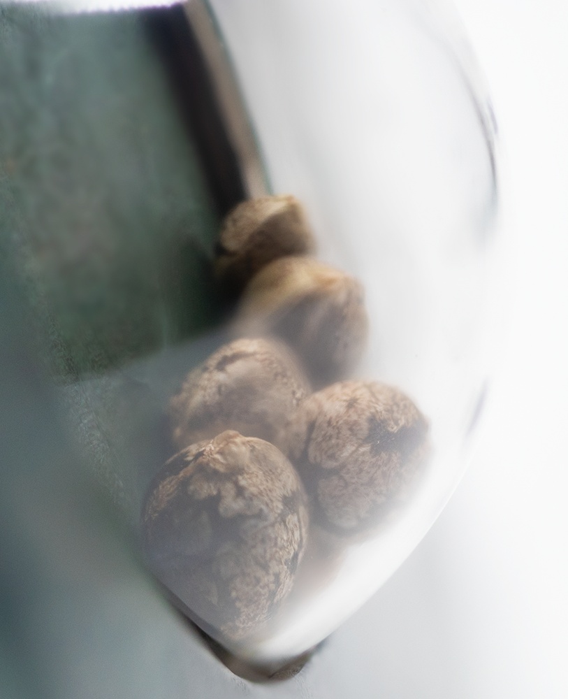 Sensi Seeds Ruderalis Skunk Regular