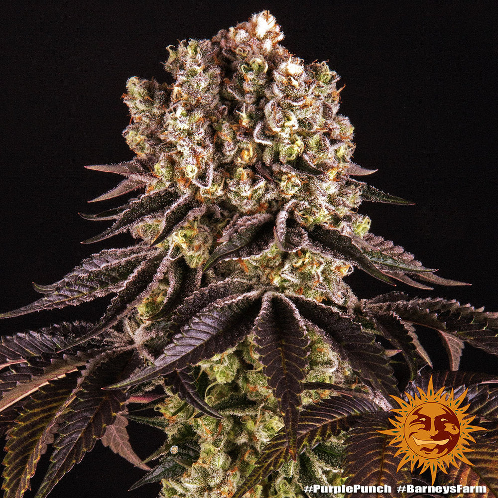 Barney's Farm Purple Punch Feminisiert