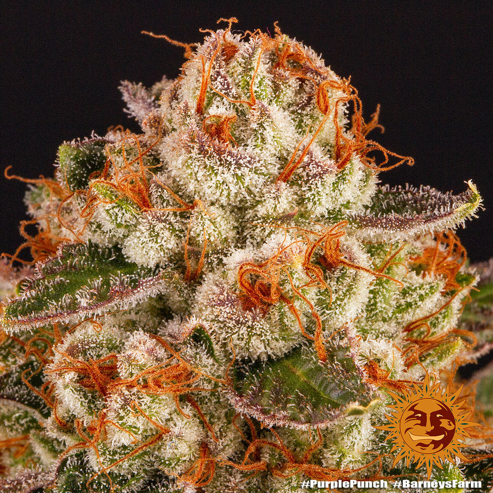 Barney's Farm Purple Punch Feminisiert