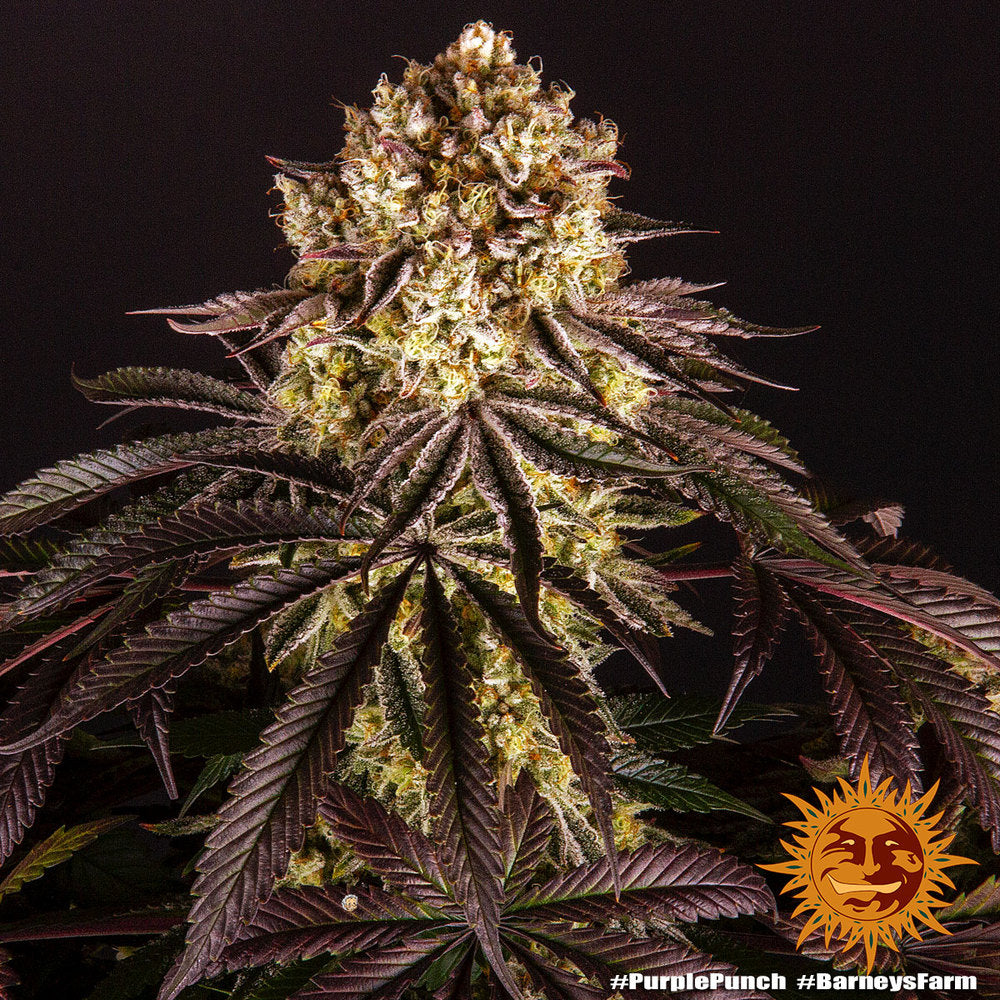 Barney's Farm Purple Punch Feminisiert