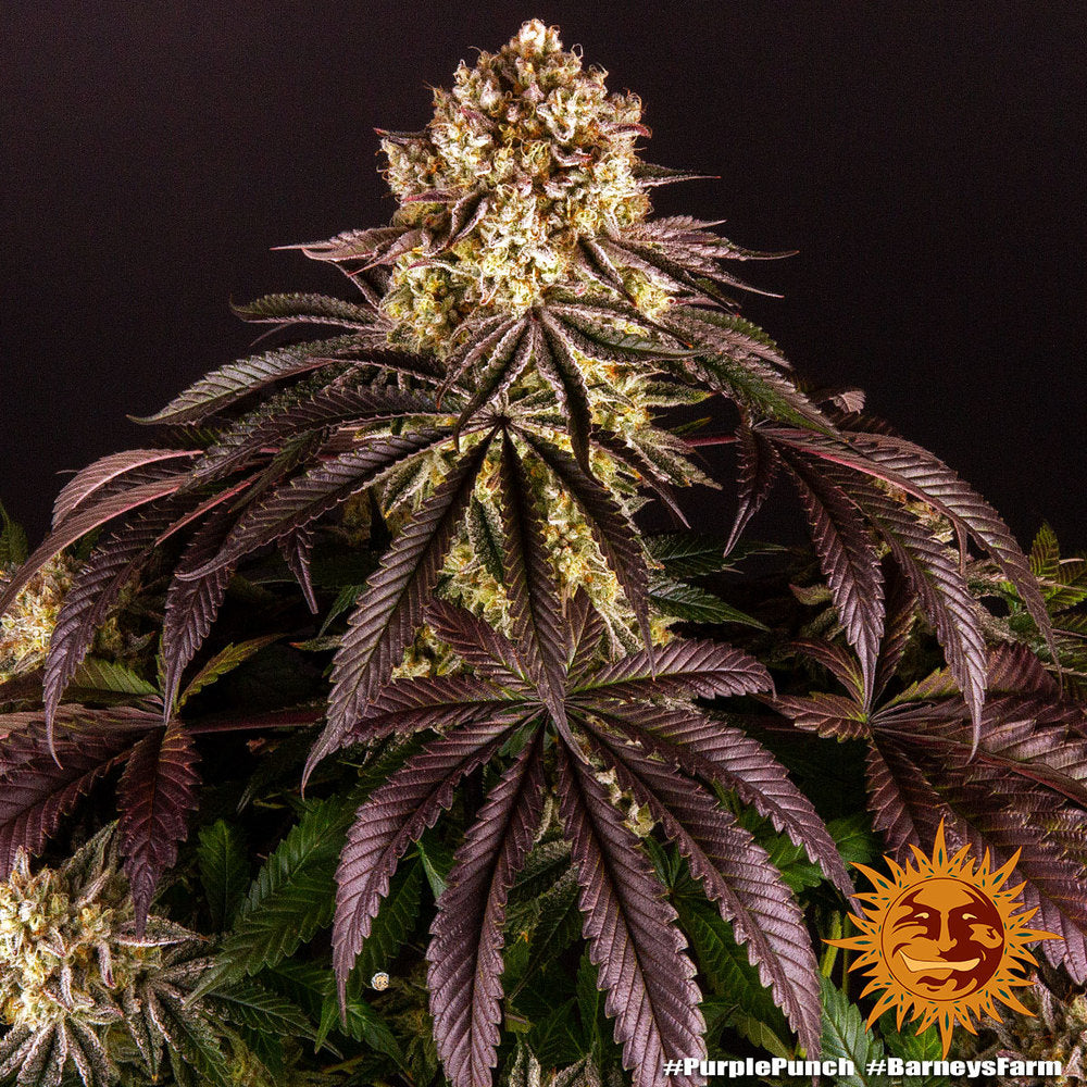Barney's Farm Purple Punch Feminisiert