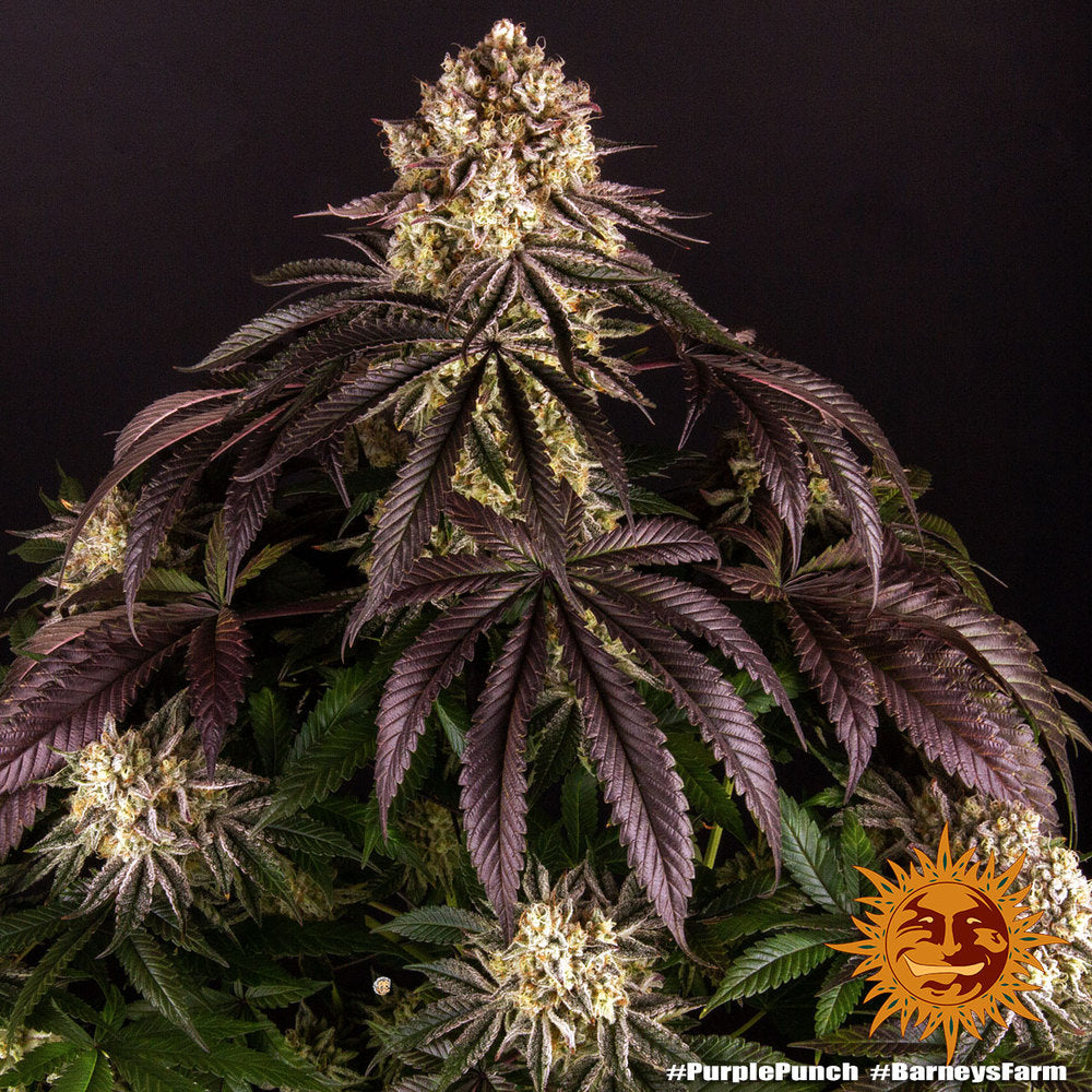 Barney's Farm Purple Punch Feminisiert