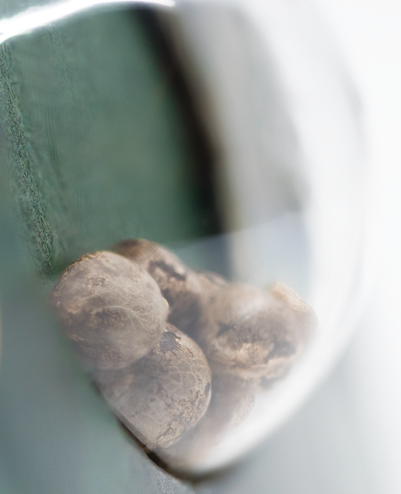 Sensi Seeds Sensi Skunk Regular