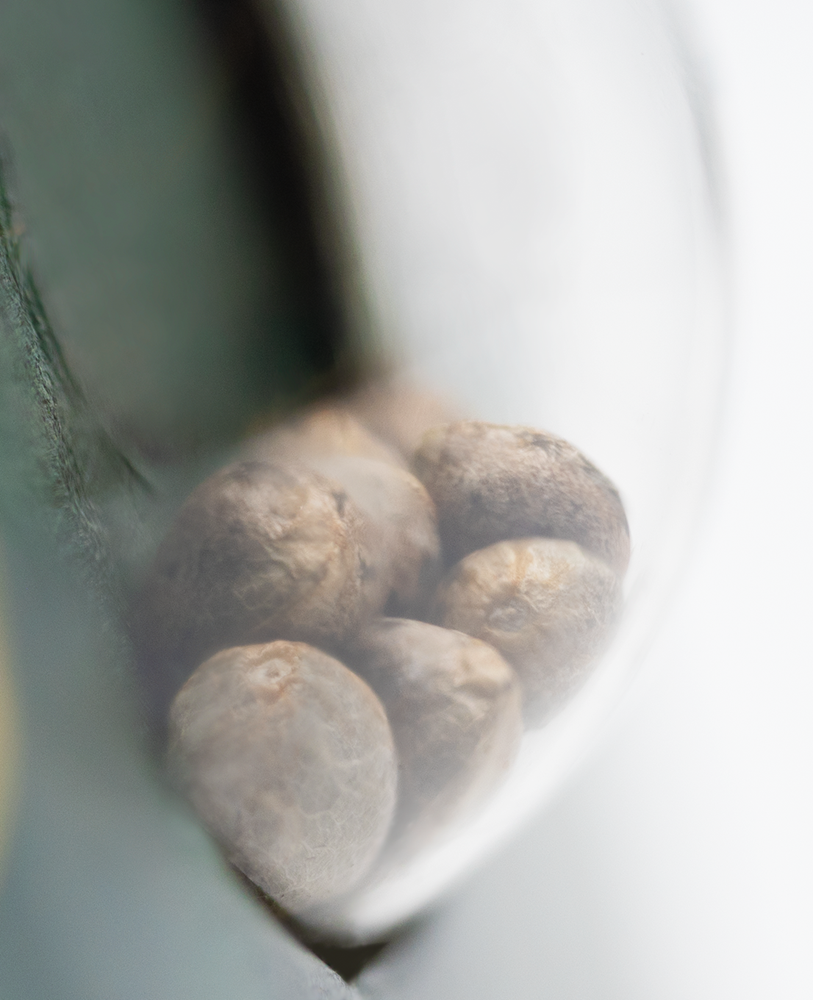 Sensi Seeds Silver Haze Regular