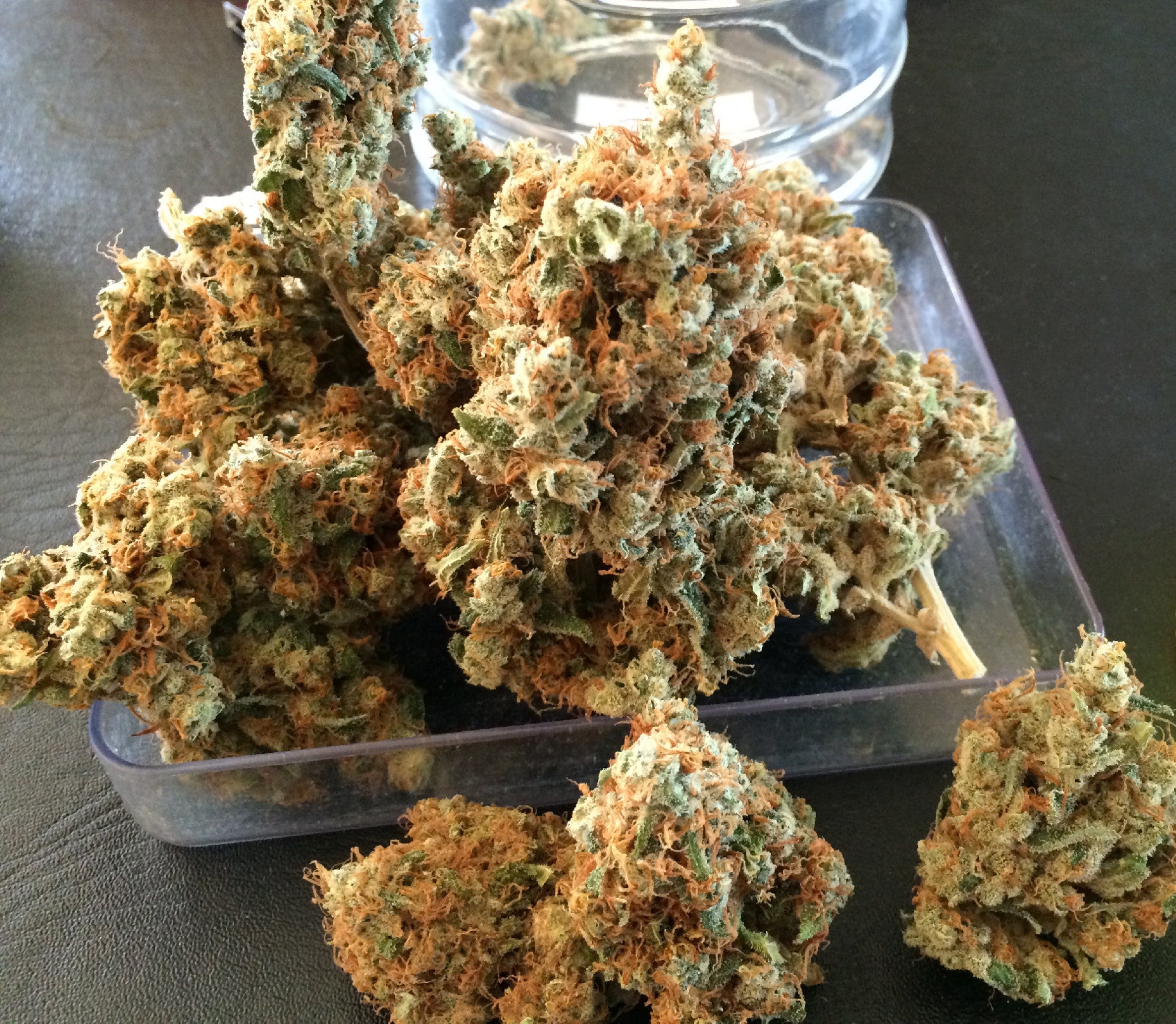 TH Seeds Chicle AKA BubbleDawg Feminisiert