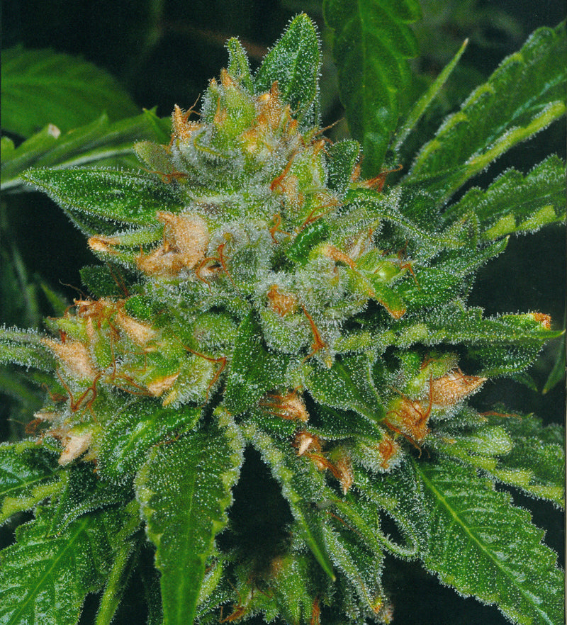 TH Seeds Cold Creek Kush Regulär