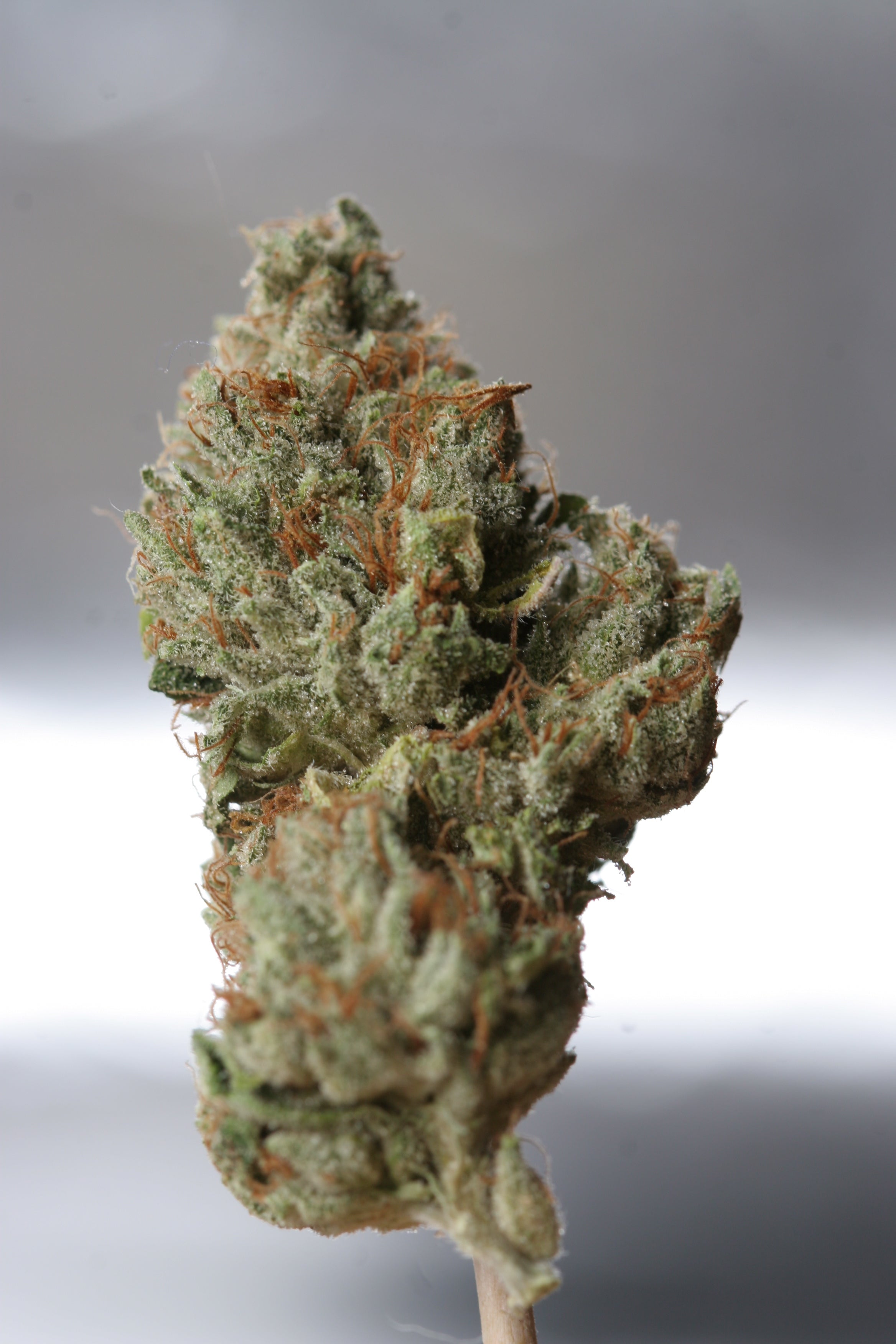 TH Seeds Cold Creek Kush Regulär