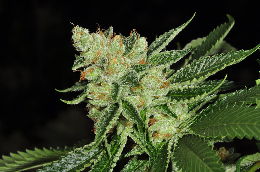 TH Seeds Cold Creek Kush Regulär