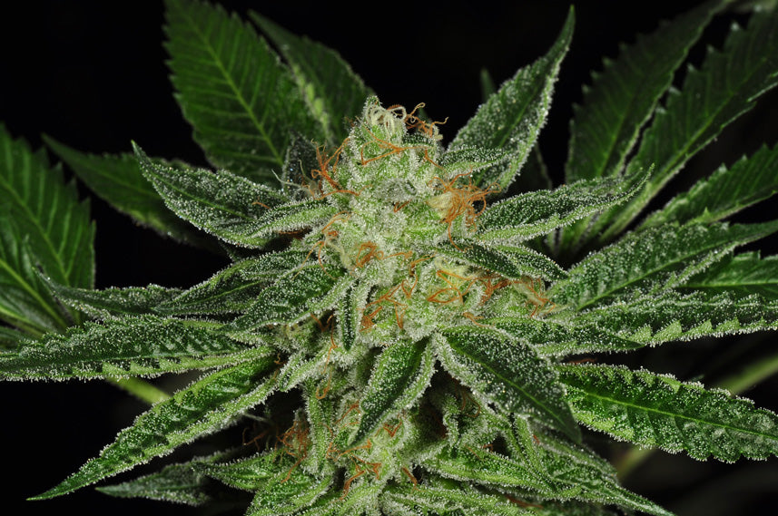 TH Seeds Cold Creek Kush Regulär