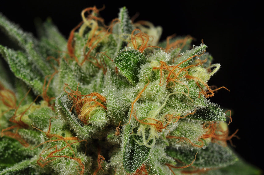 TH Seeds Cold Creek Kush Regulär