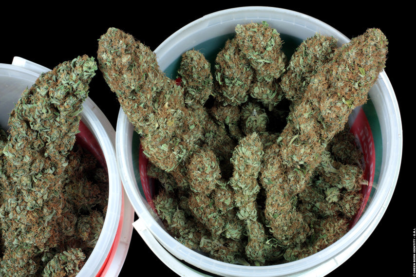 TH Seeds Cold Creek Kush Regulär