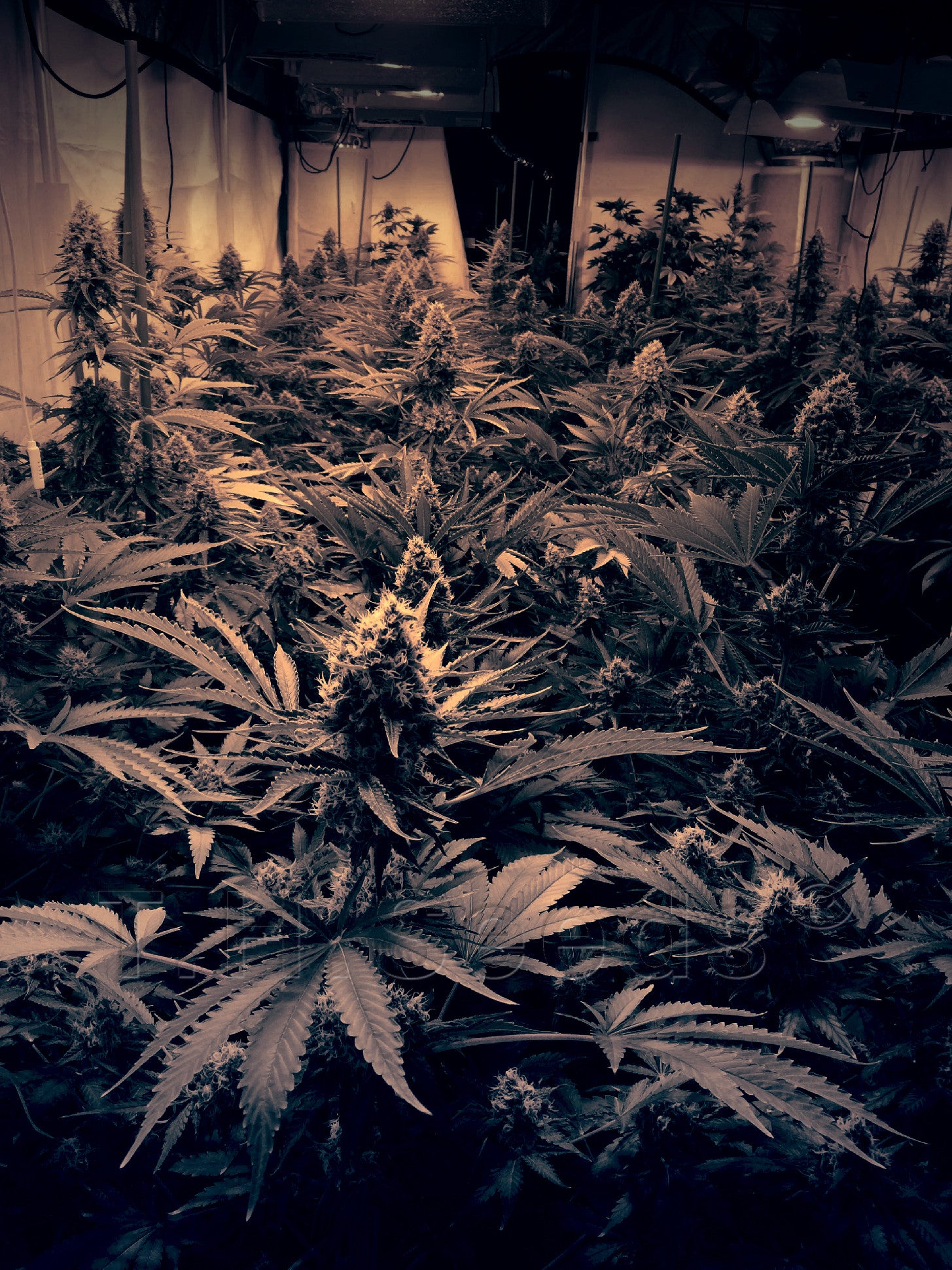 TH Seeds Auto Critical HOG Feminisierte Autoflower
