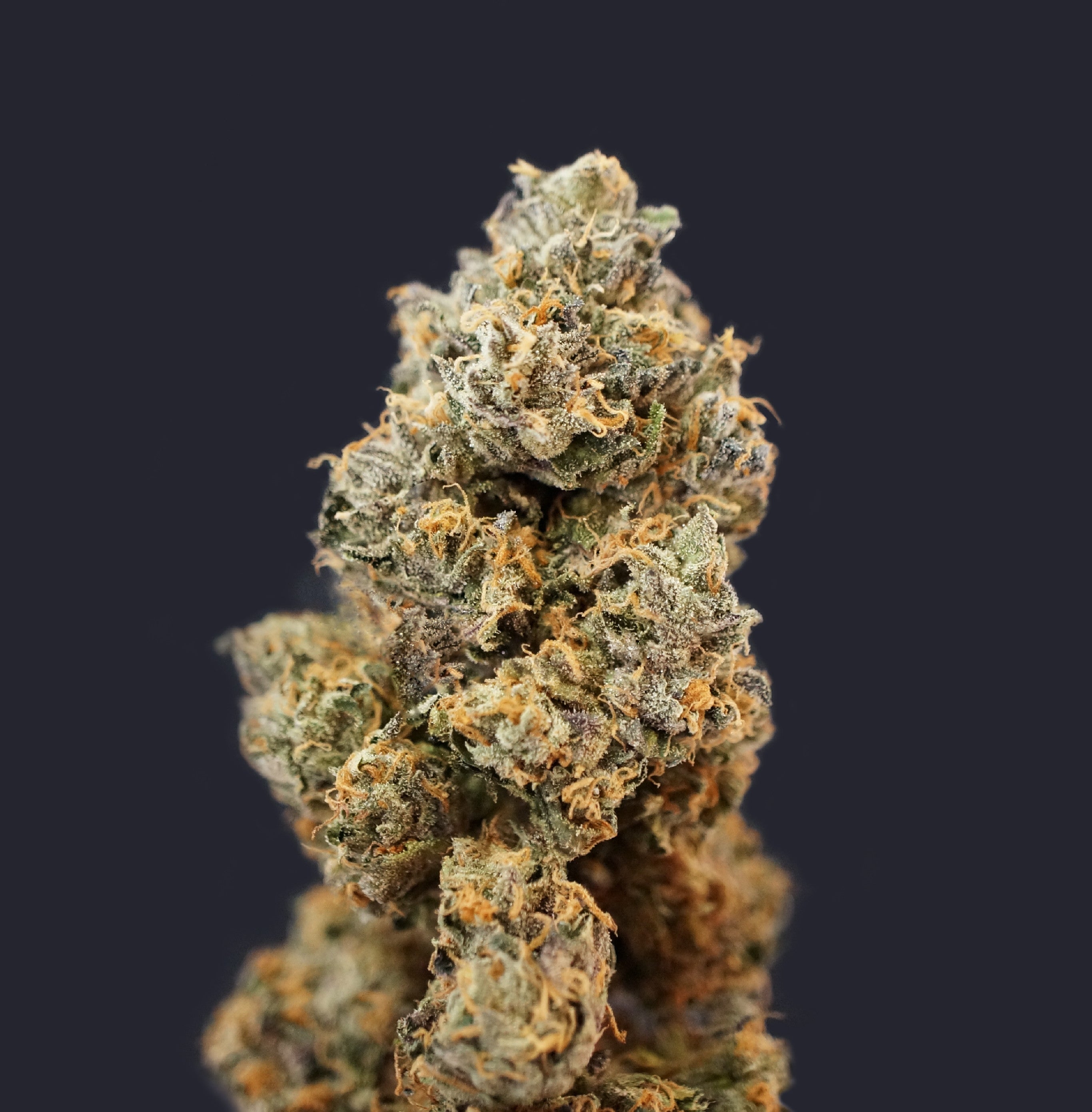 TH Seeds French Macaron (Gelato33 x French Cookies) Feminisiert