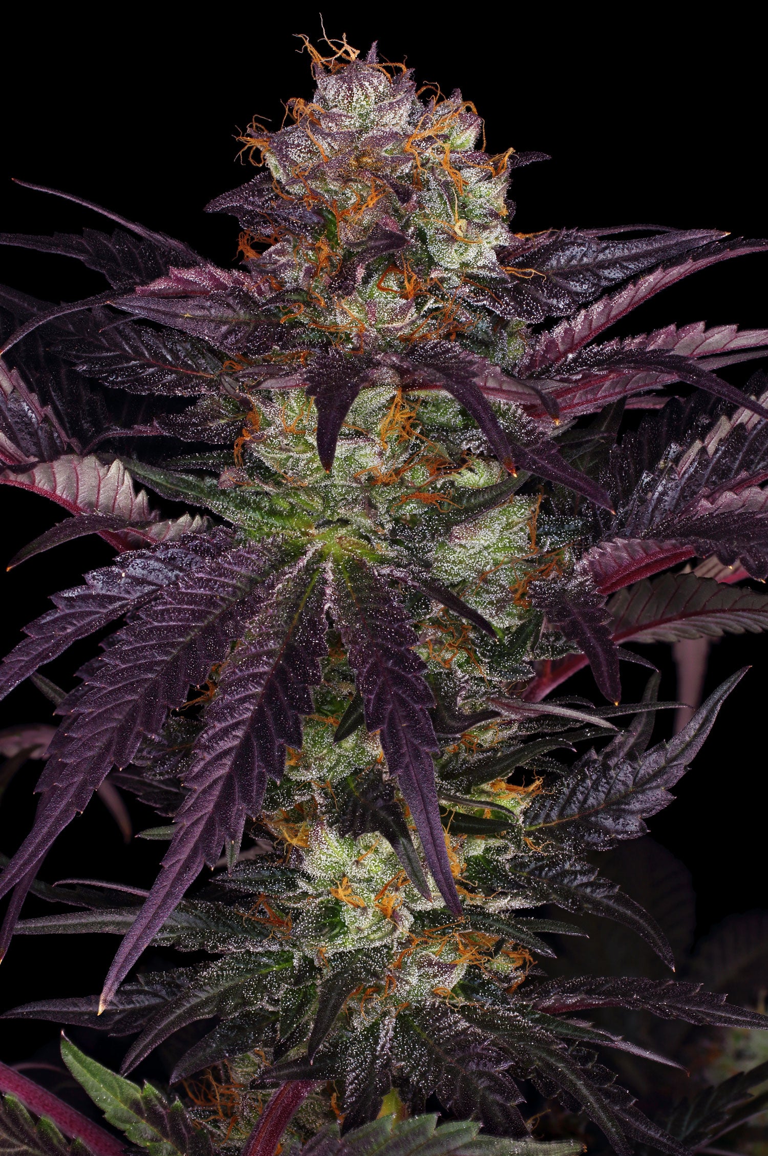 TH Seeds French Macaron (Gelato33 x French Cookies) Feminisiert