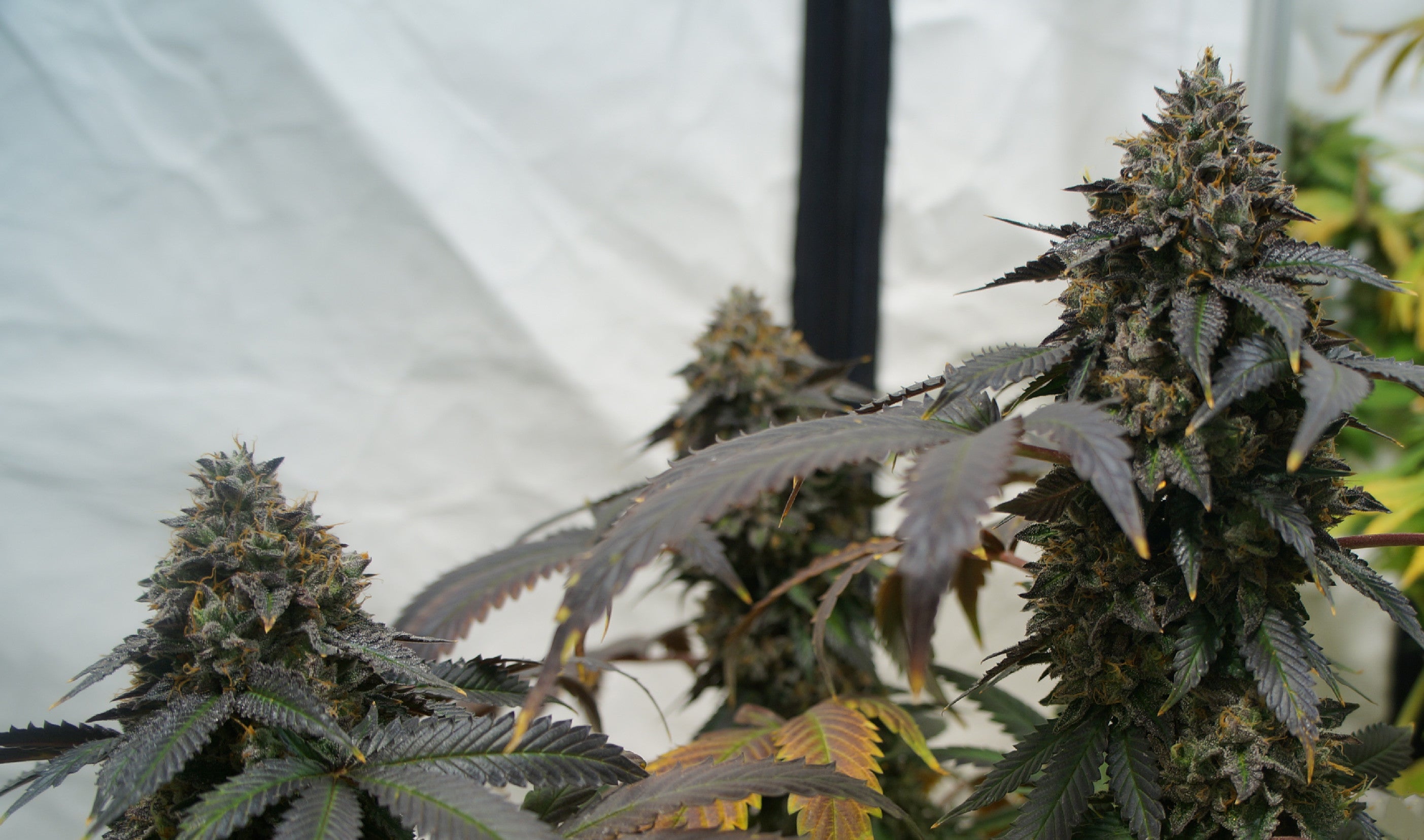 TH Seeds French Macaron (Gelato33 x French Cookies) Feminisiert