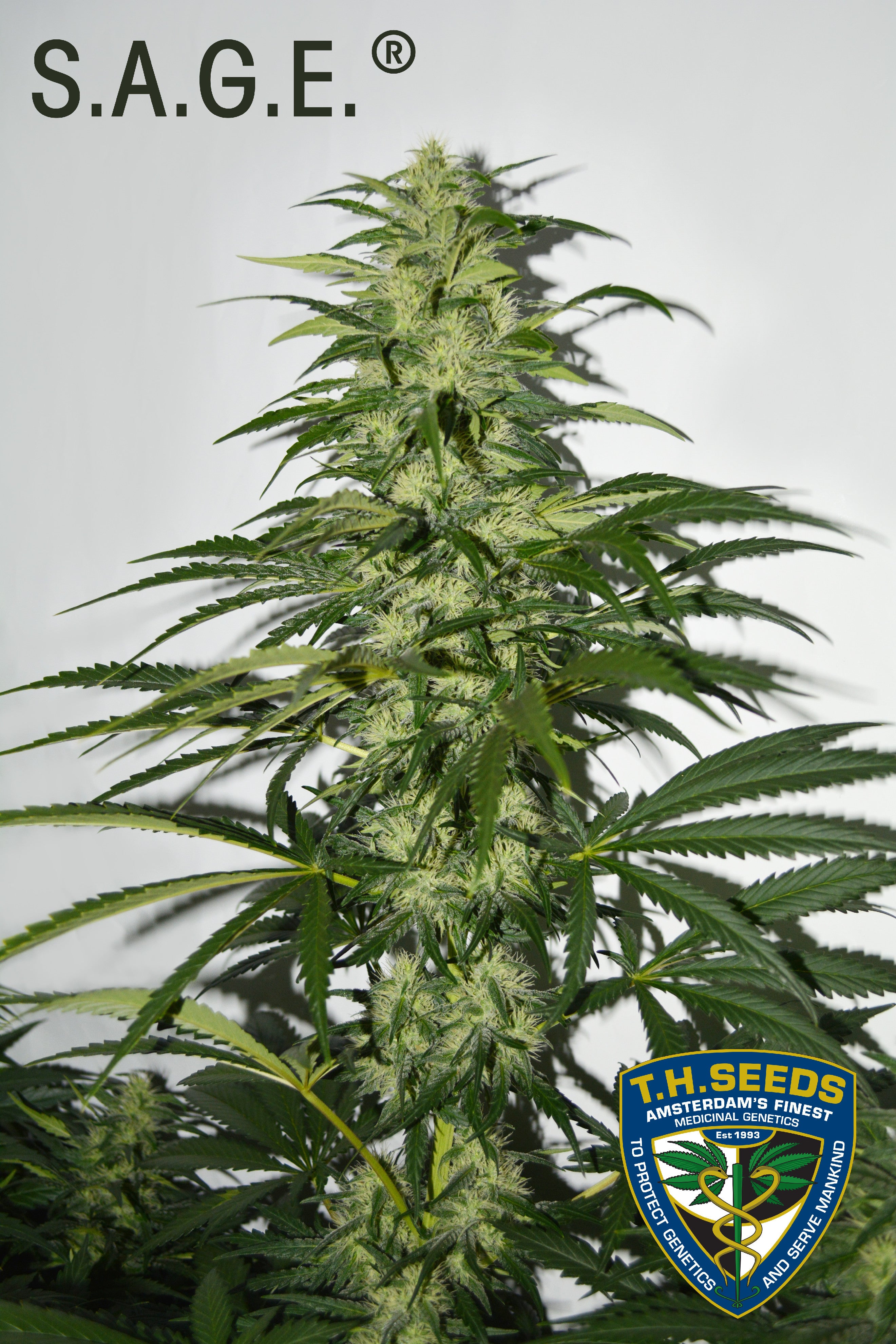 TH Seeds SAGE Feminisiert