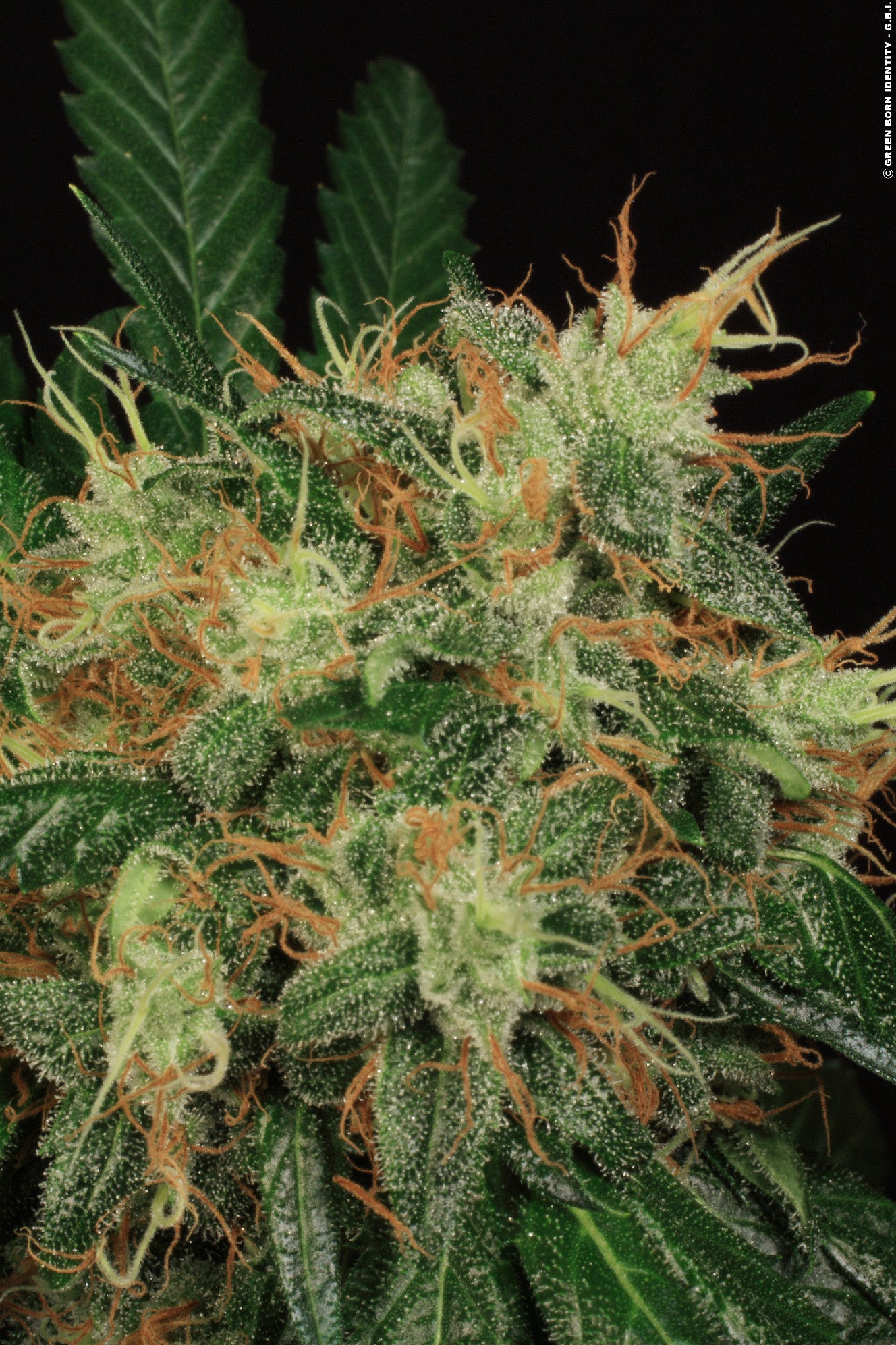 TH Seeds SAGE Feminisiert