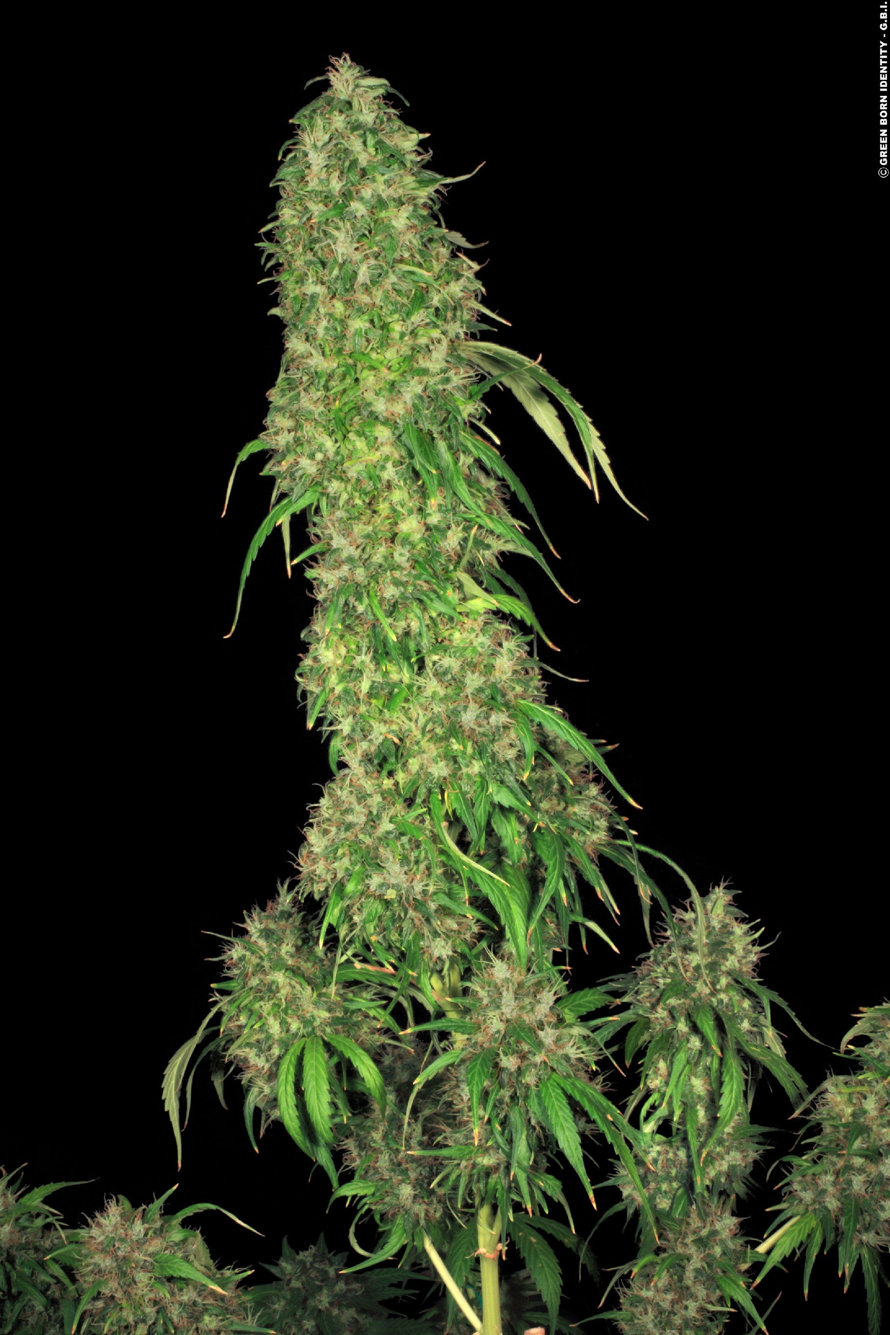 TH Seeds SAGE Feminisiert